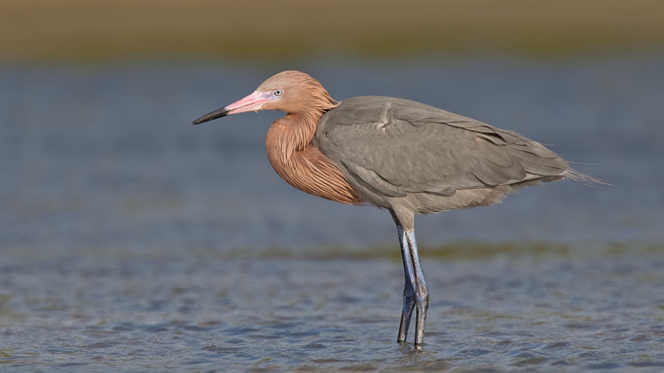 garza rojiza
