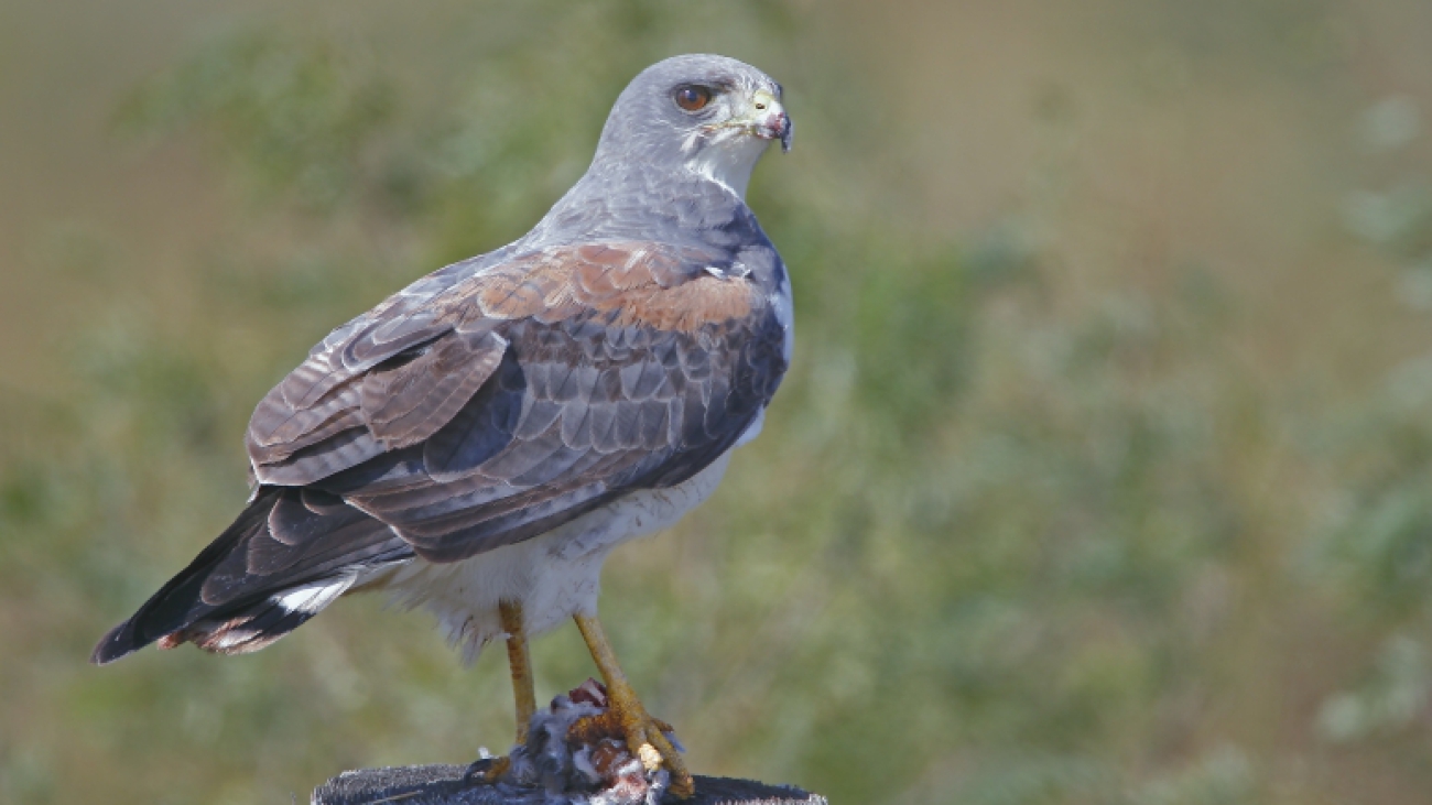White-Tailed Hawk, Laguna Atascosa National Wildlife Refuge, Cameron County, Texas