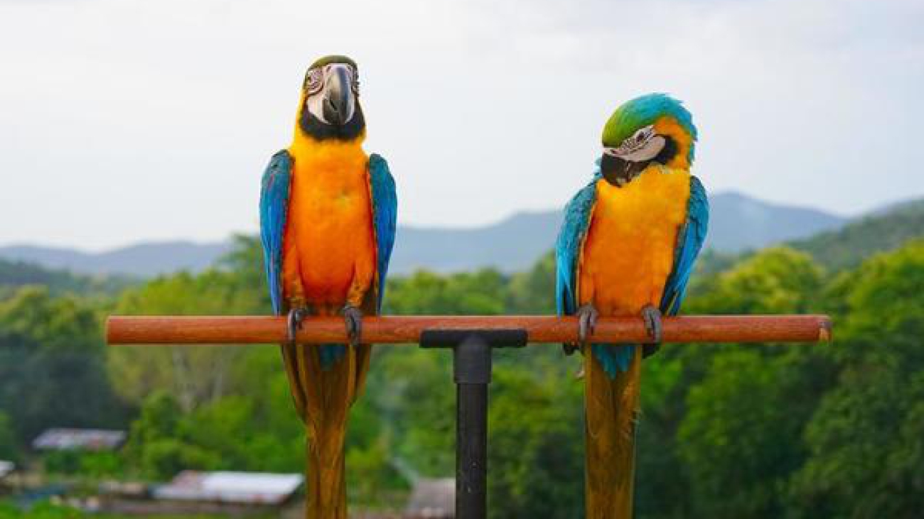 guacamaya azul y amarilla