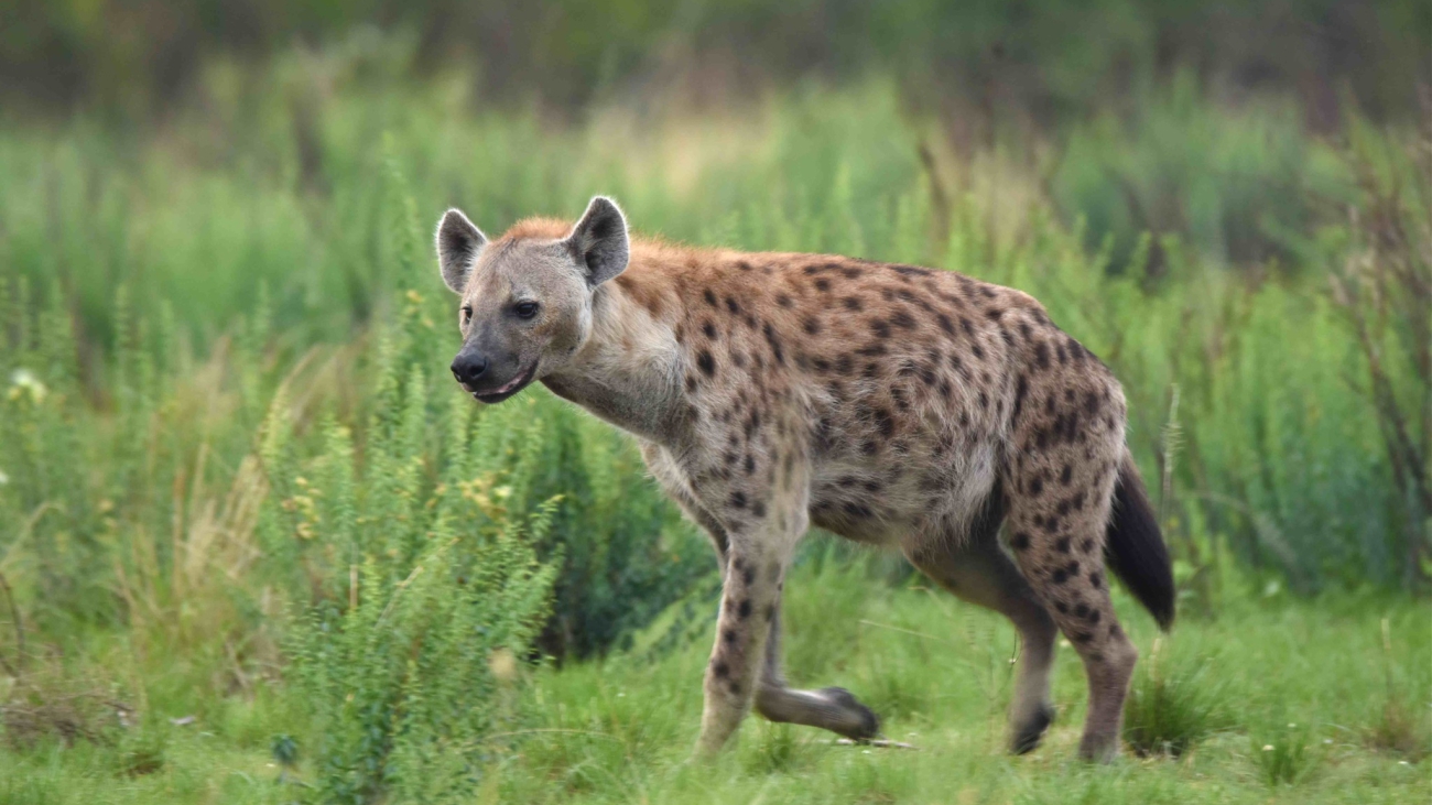 hiena manchada