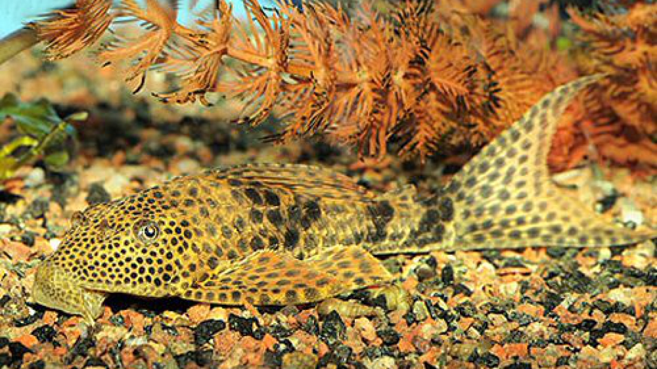 hypostomus_punctatus