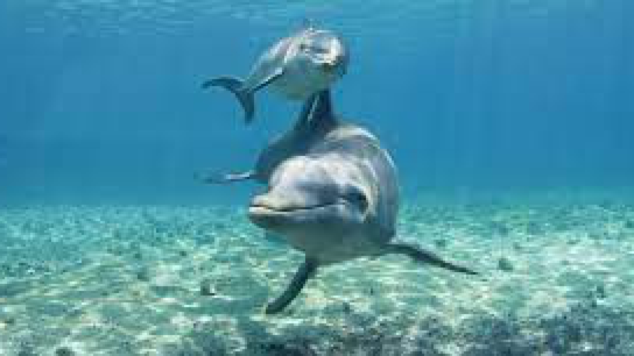 images