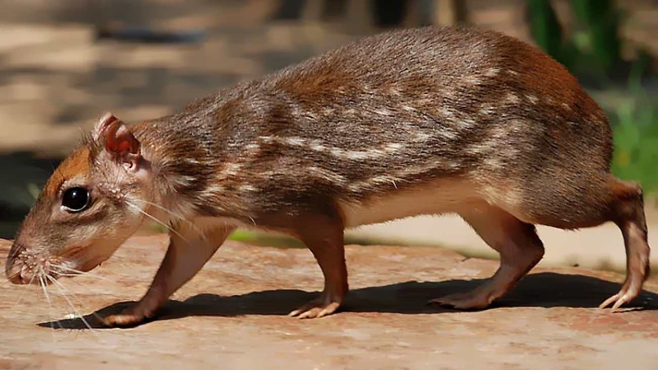 lapa - cuniculus paca 1