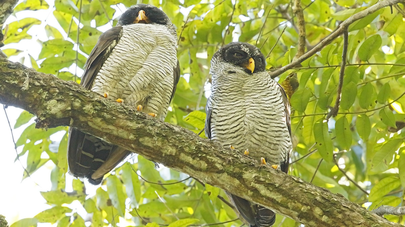 lechuza carinegra