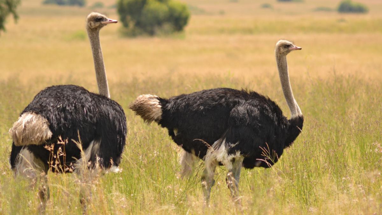los_avestruces