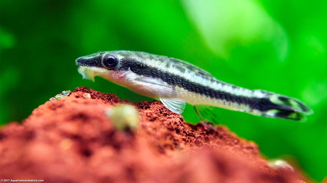 macrotocinclus