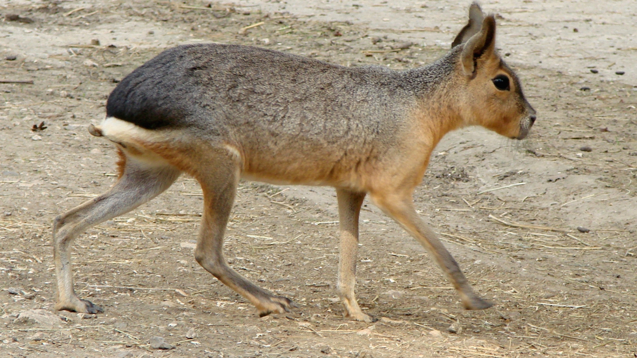 mara de la patagonia