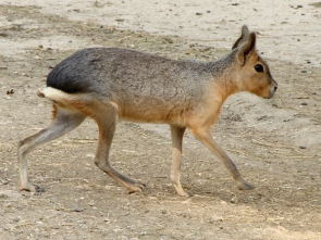 mara de la patagonia