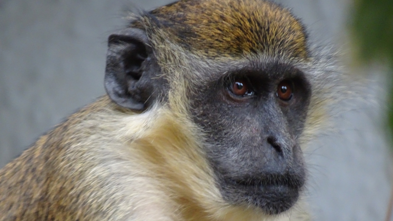 mono verde africano