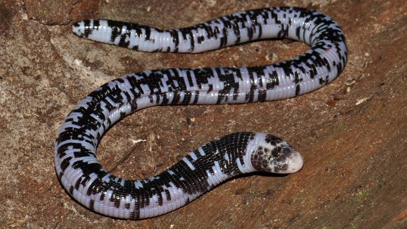 morrona blanco y negro