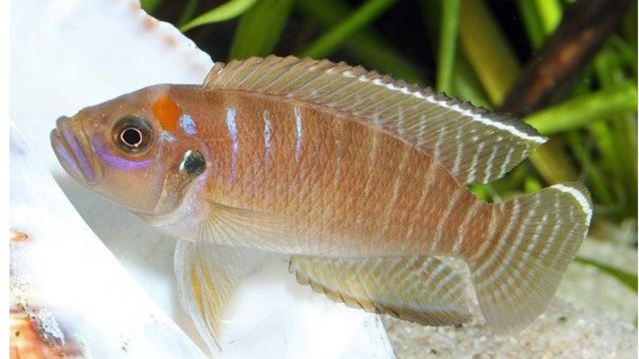 neolamprologus-brevis