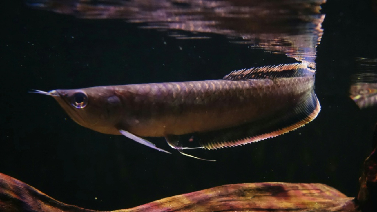 osteoglossum-ferreirai-2