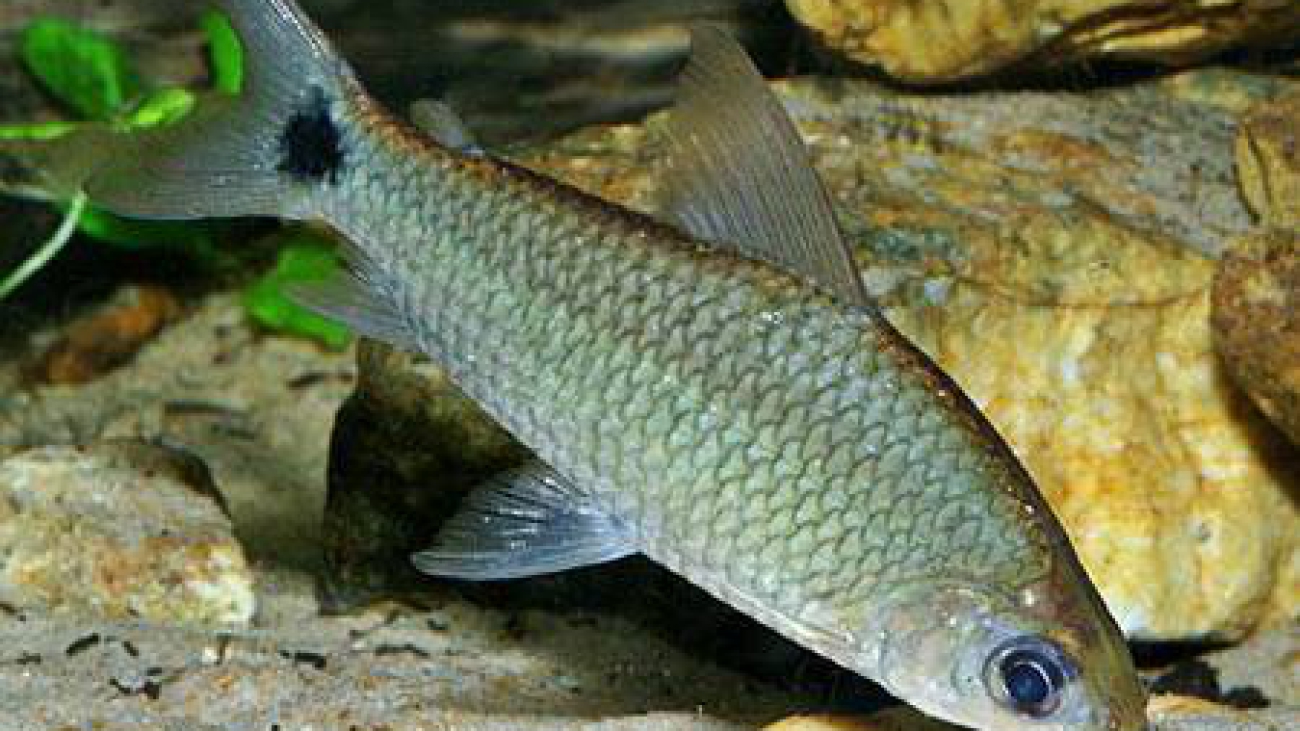 paloma characin