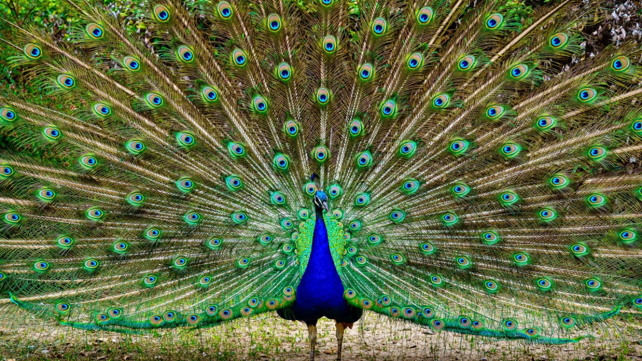 pavo real