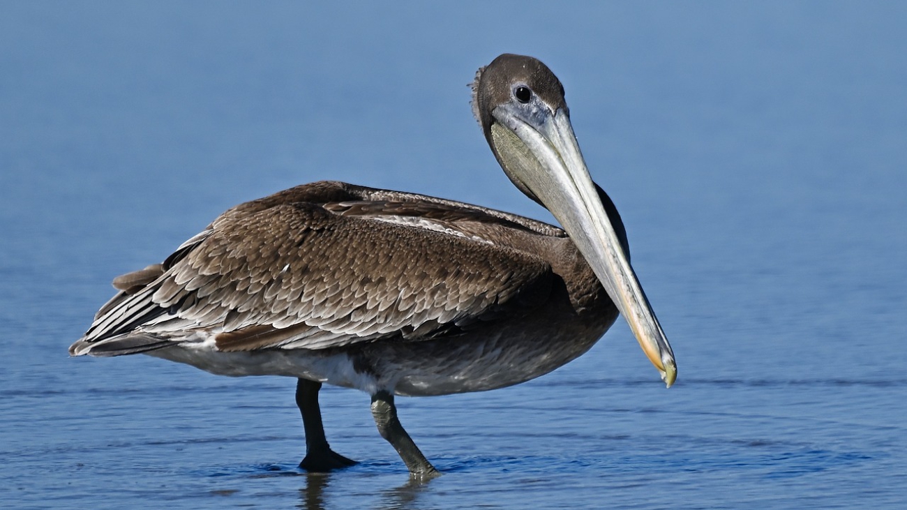 Pelecanus occidentalis