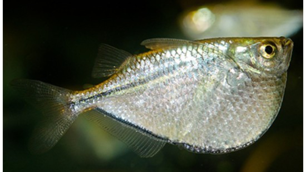 pez-hacha-plateado-thoracocharax-stellatus