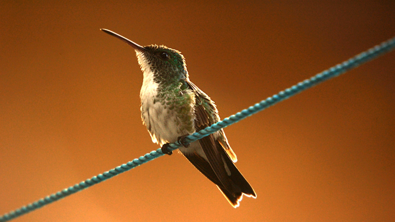 picaflor de barriga blanca