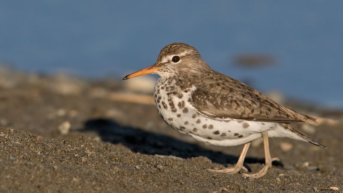 Chevalier grivelé. Famille des Scolopacidés. Ordre : Charadriiformes