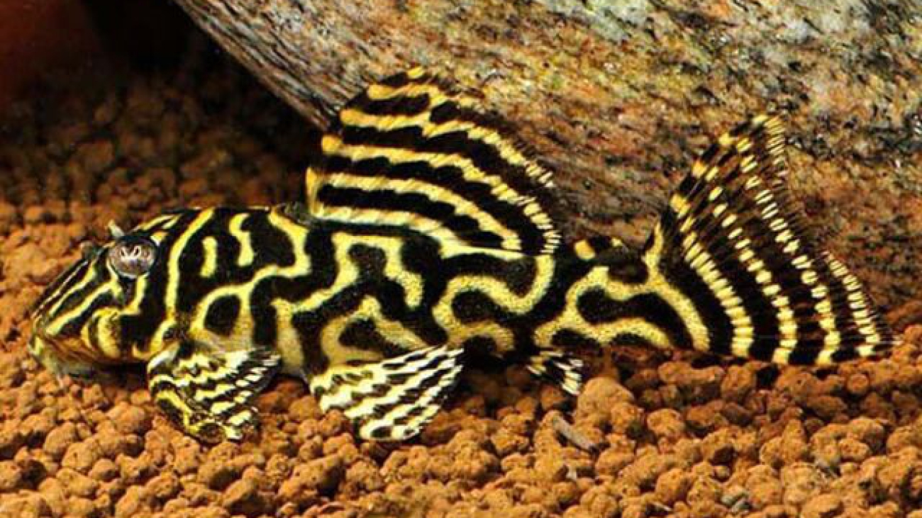 plecos zebra