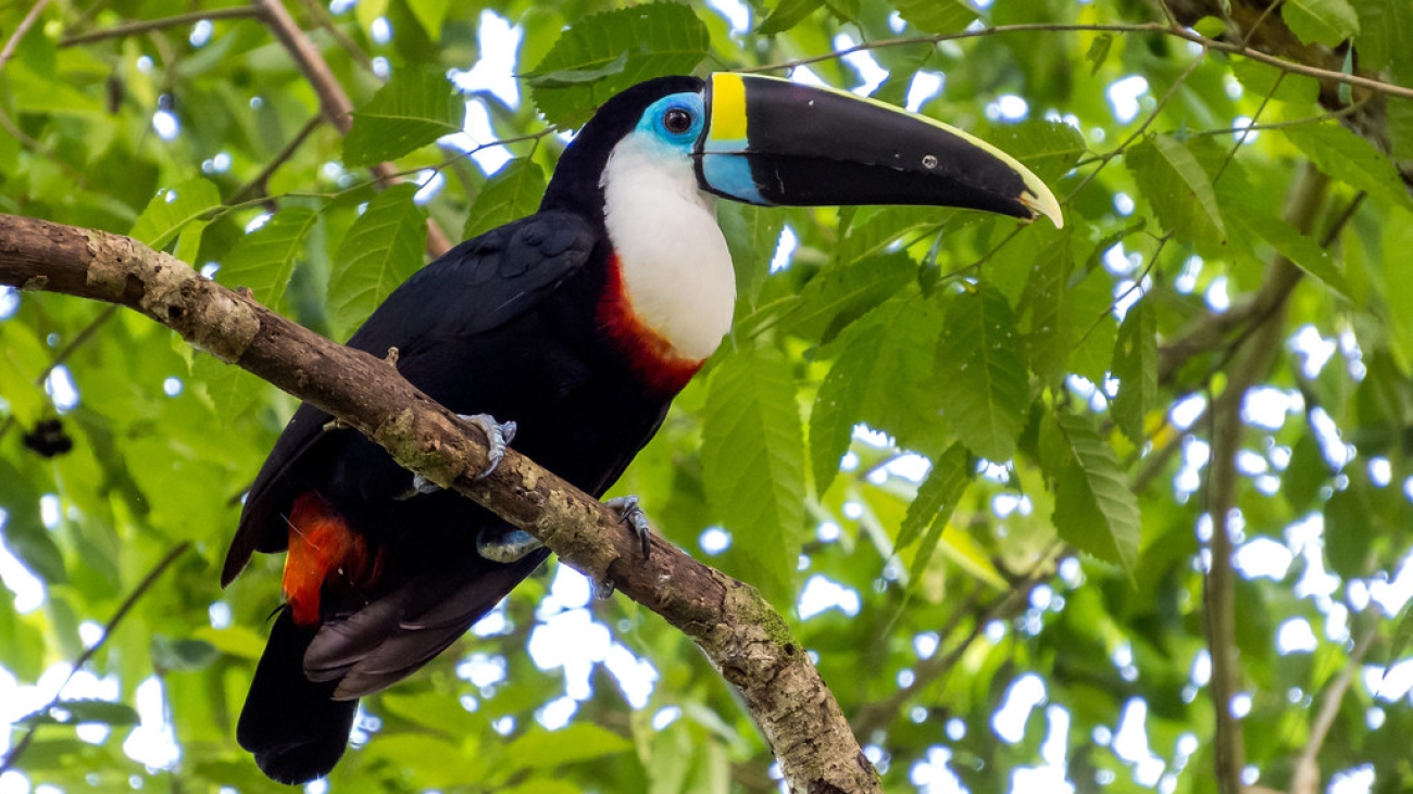 ramphastos tucanus