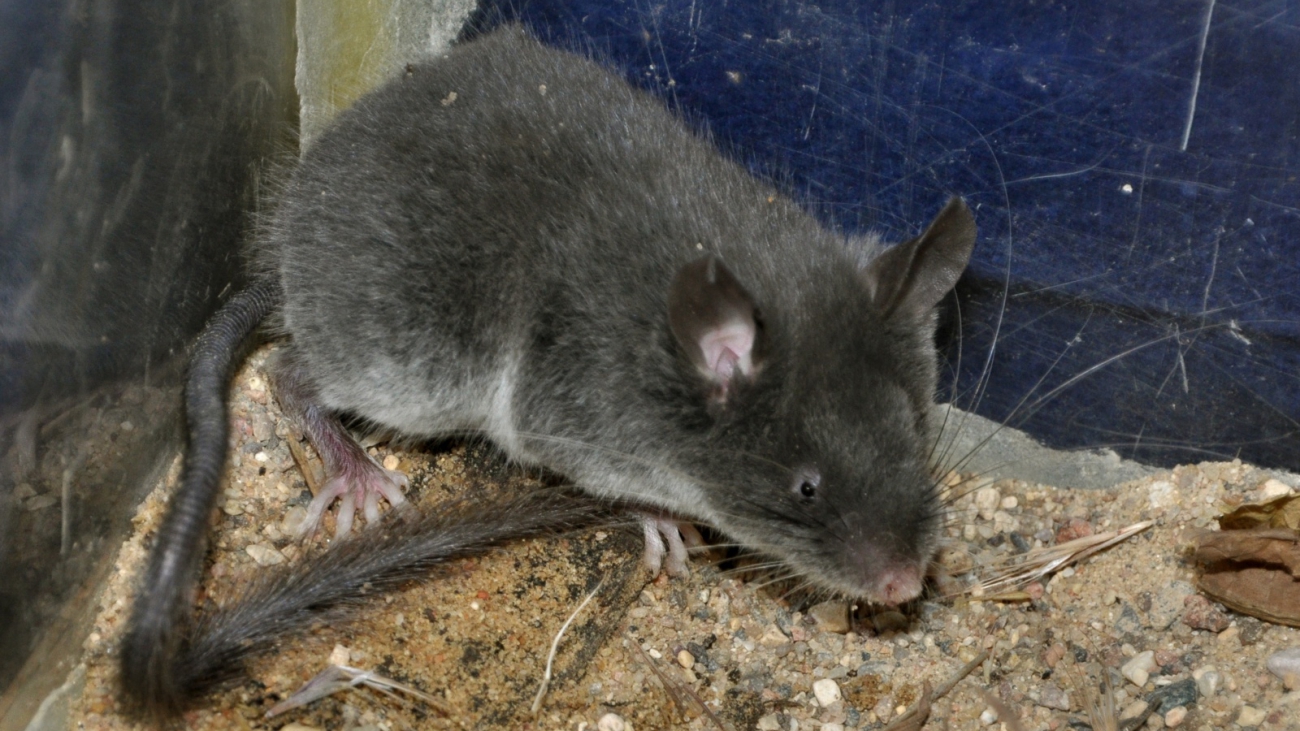 ratón andino del bosque