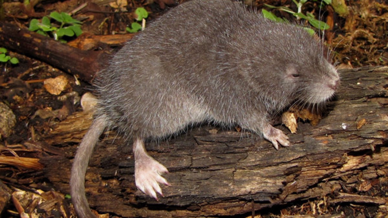 raton pescador andino