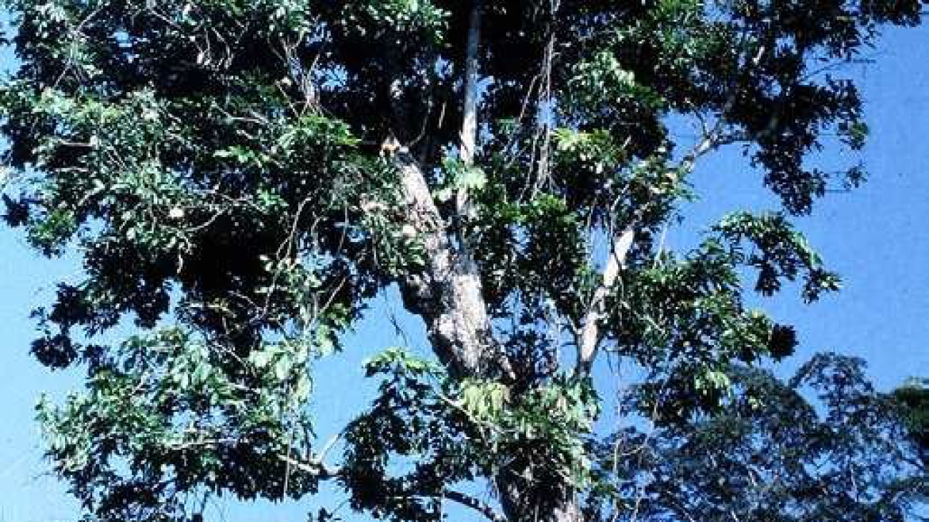 roso blanco arbol