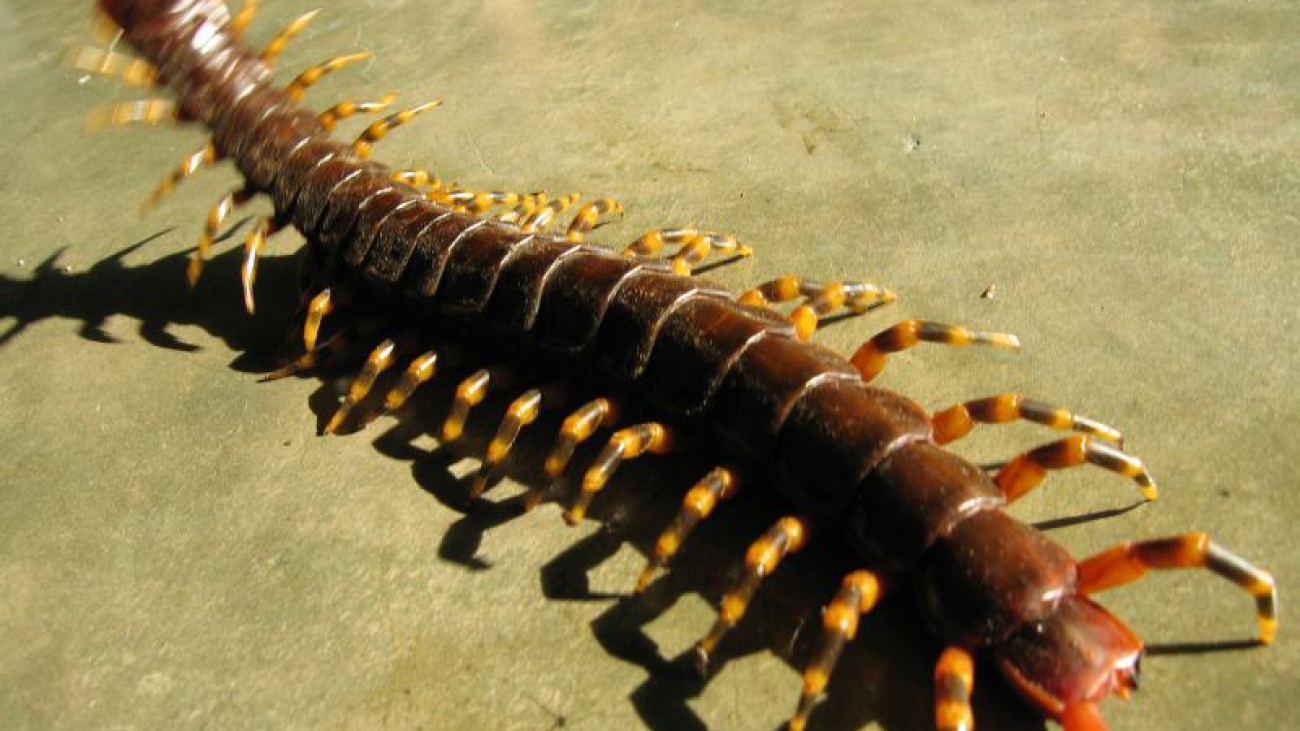 scolopendra gigantea