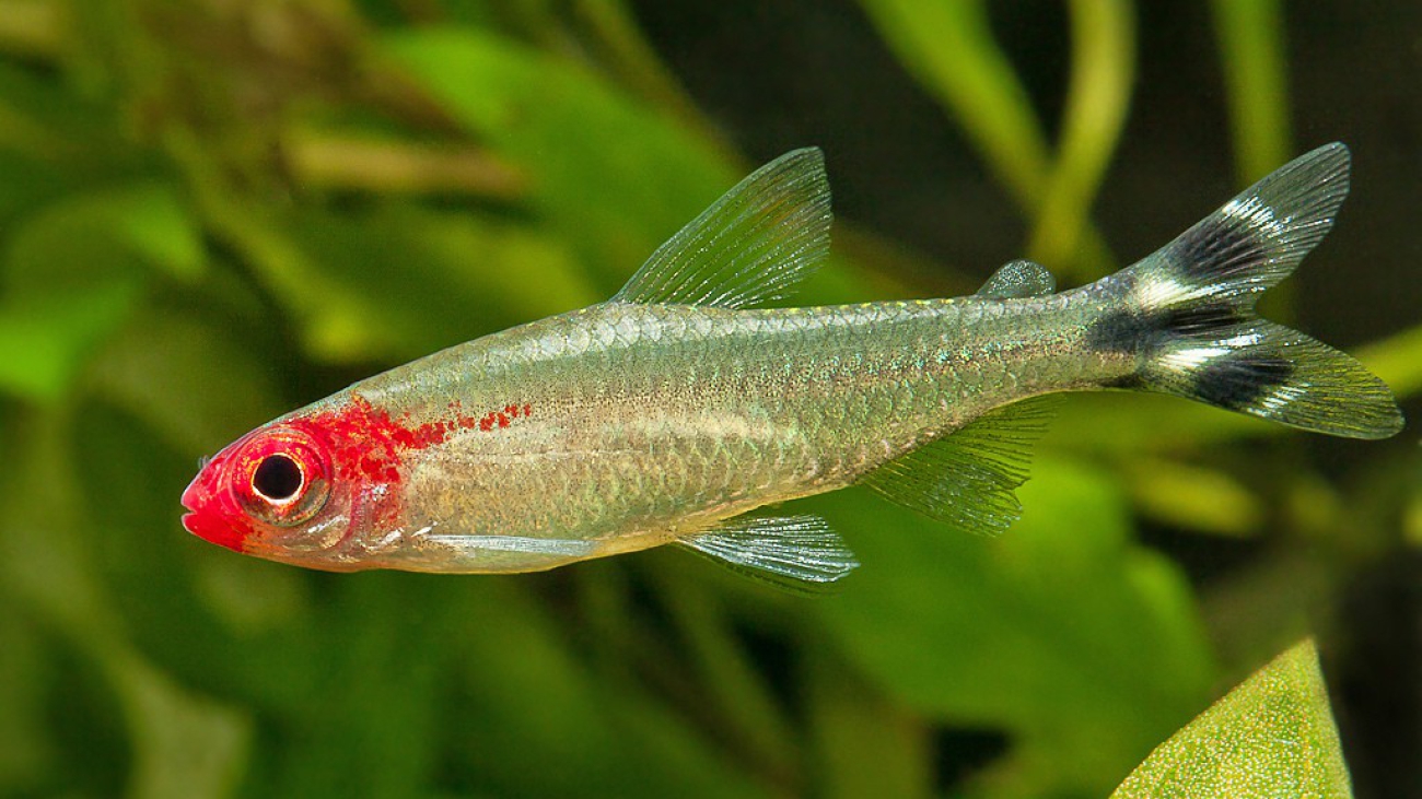 tetra cabeza de fuego