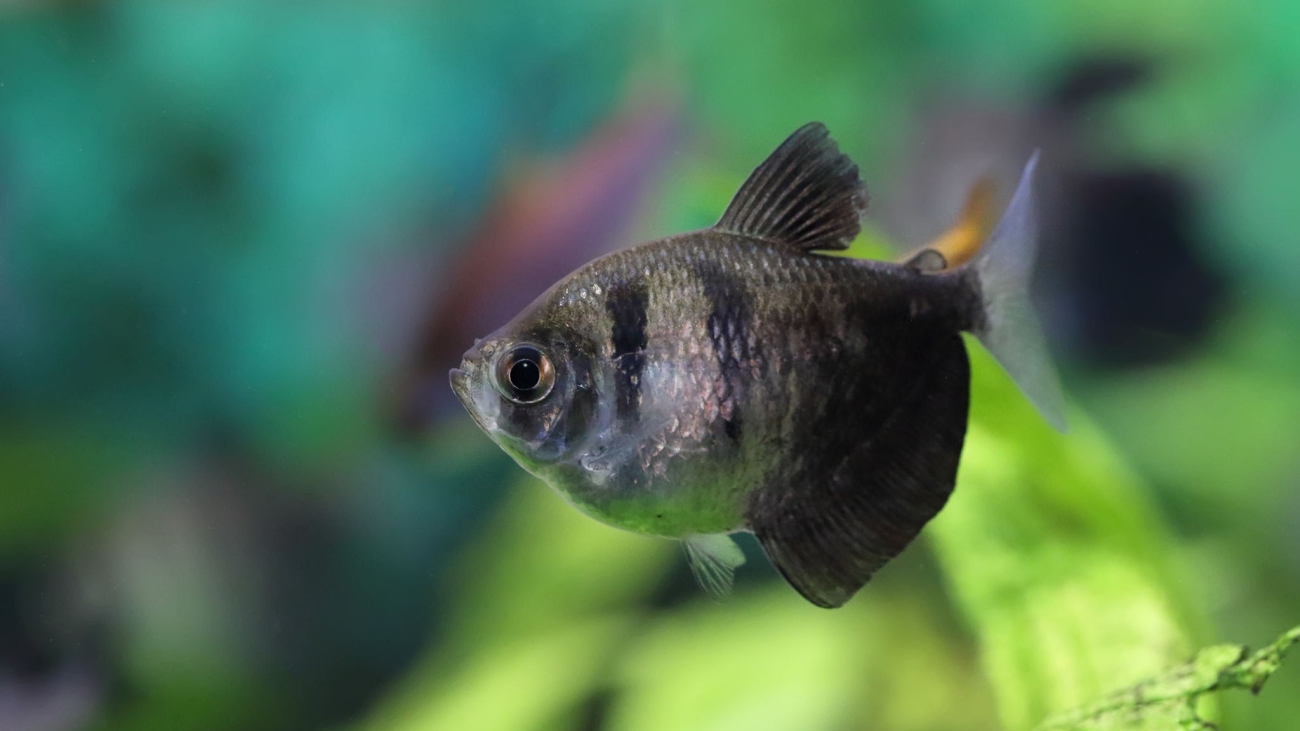 Gymnocorymbus ternetzi. Funeral ternary floats in the aquarium