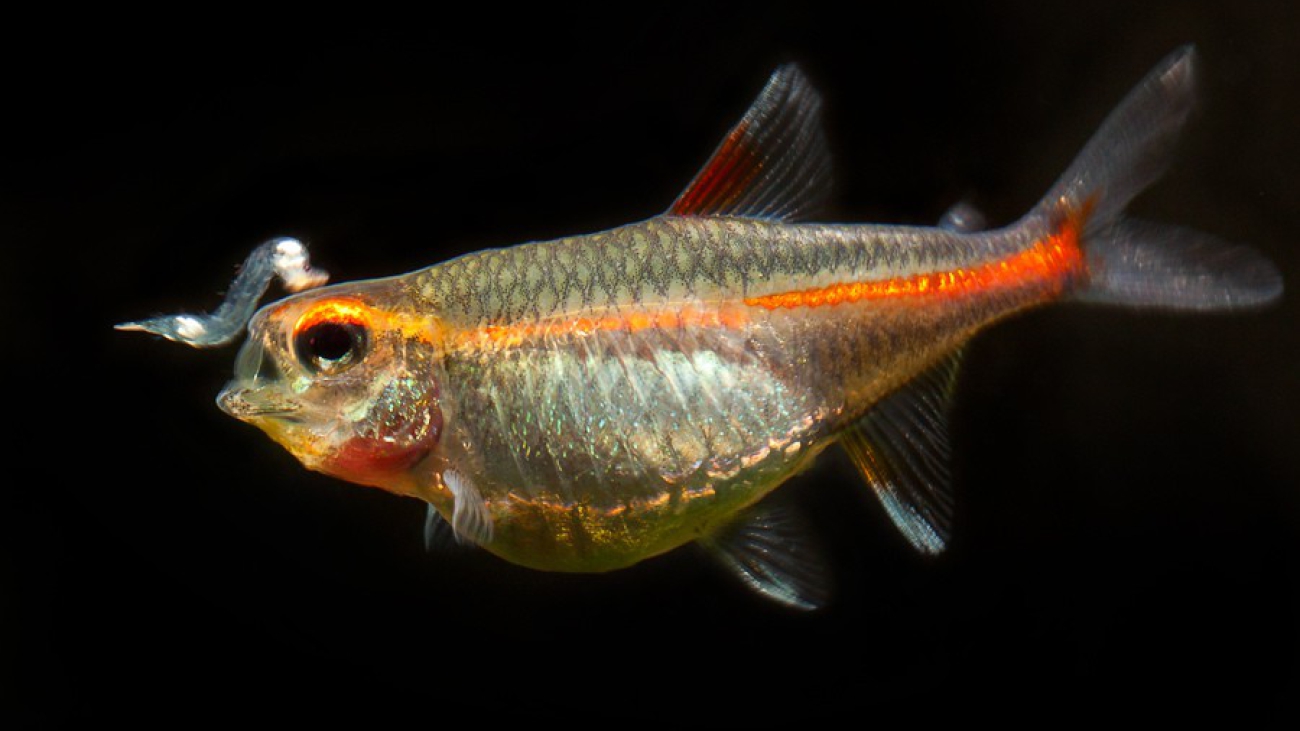 tetra rosa