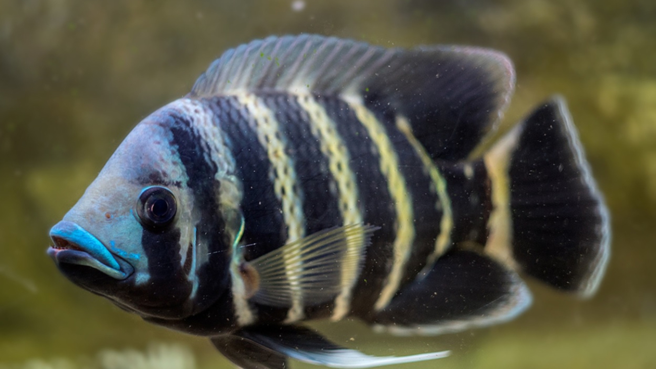 tilapia-butticoferi1