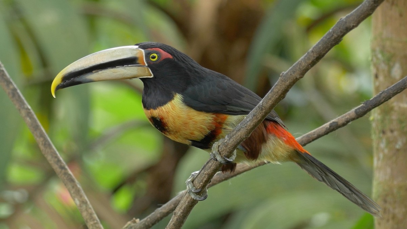 tilingo acollarado