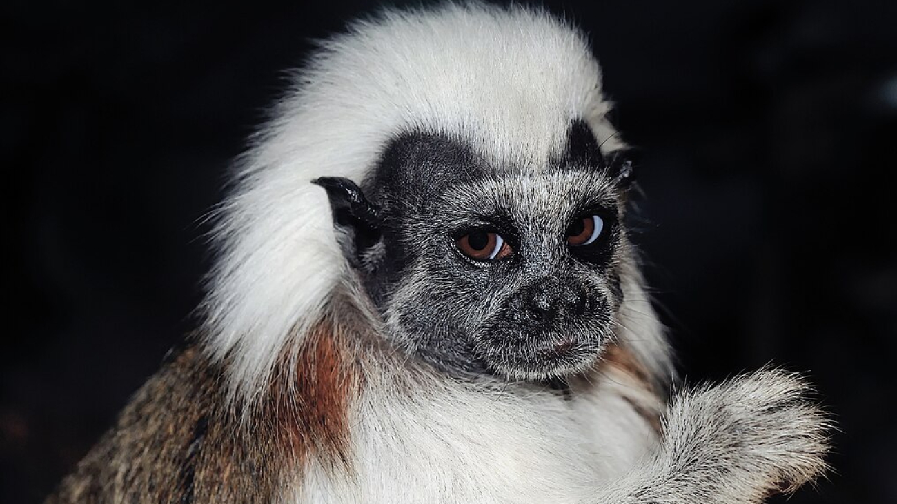 titi cabeza de algodon