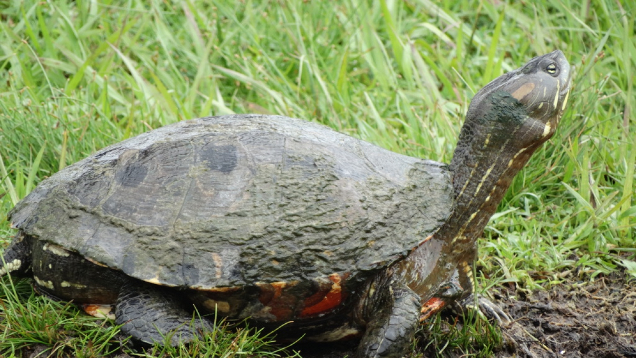 tortuga colombiana