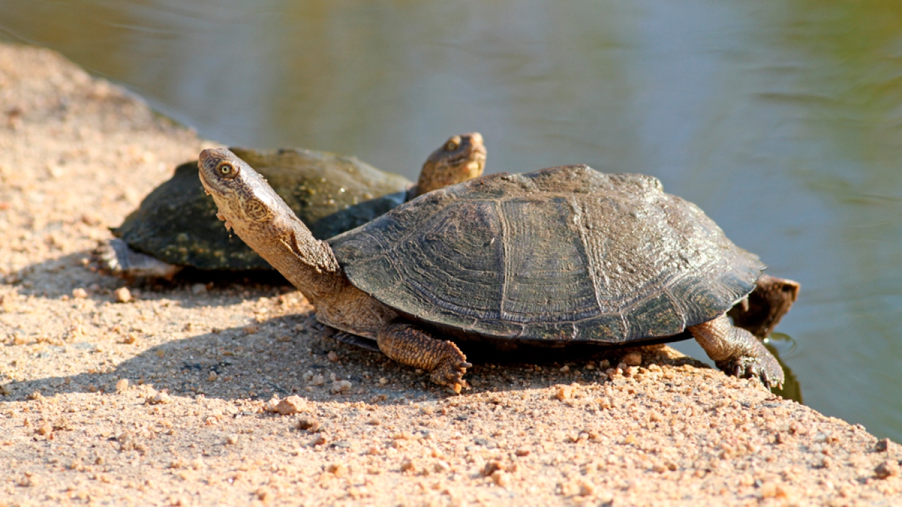 tortuga de pecho quebrado