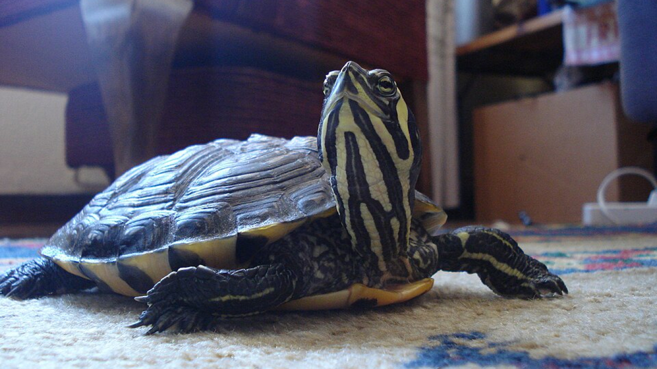 tortuga orejas amarillas