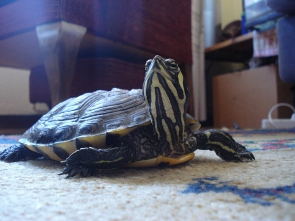 tortuga orejas amarillas