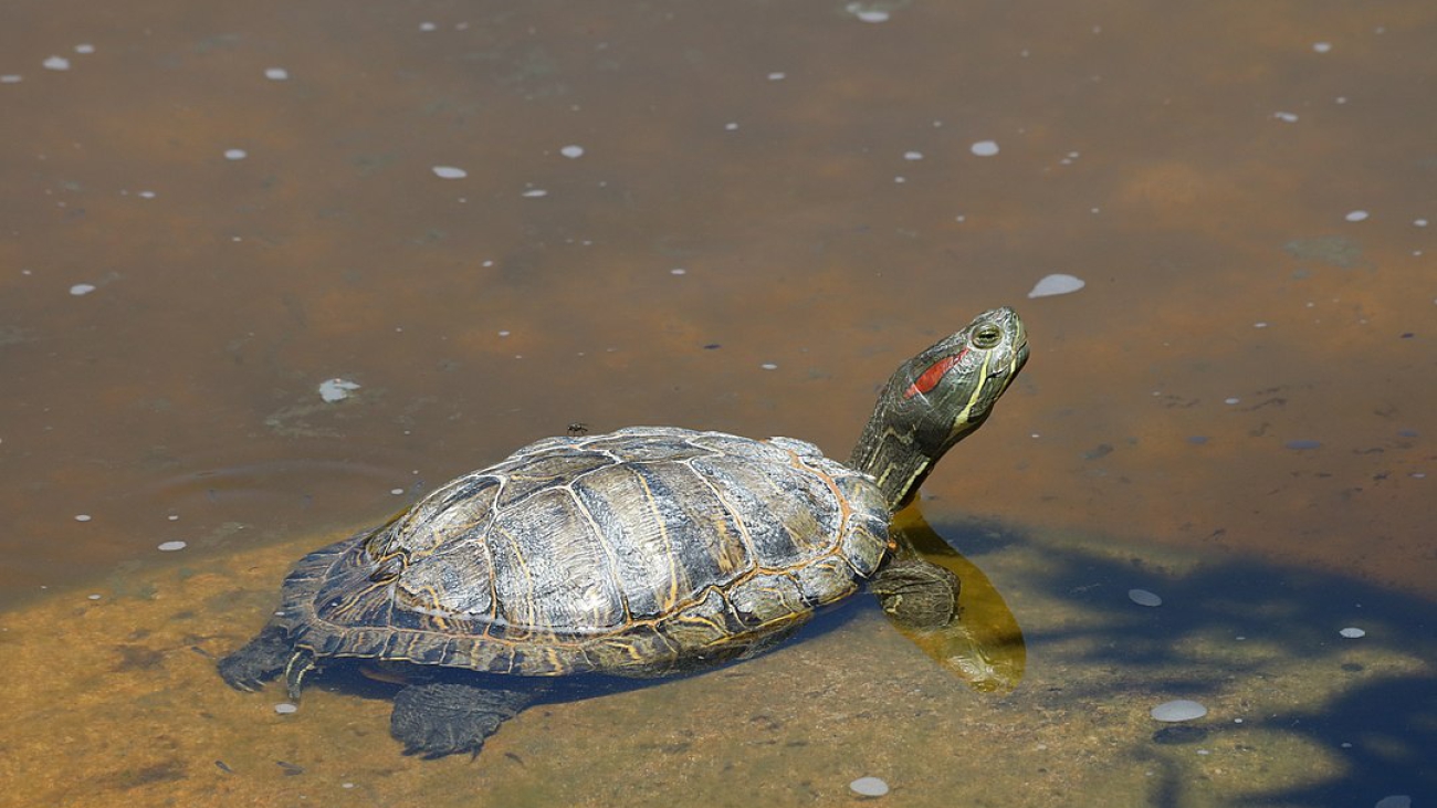 tortuga orejas rojas
