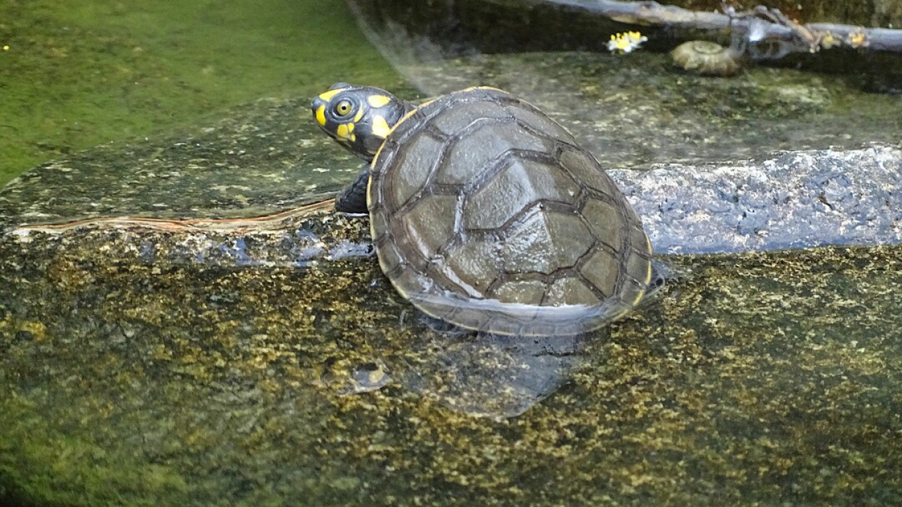 tortuga terecay