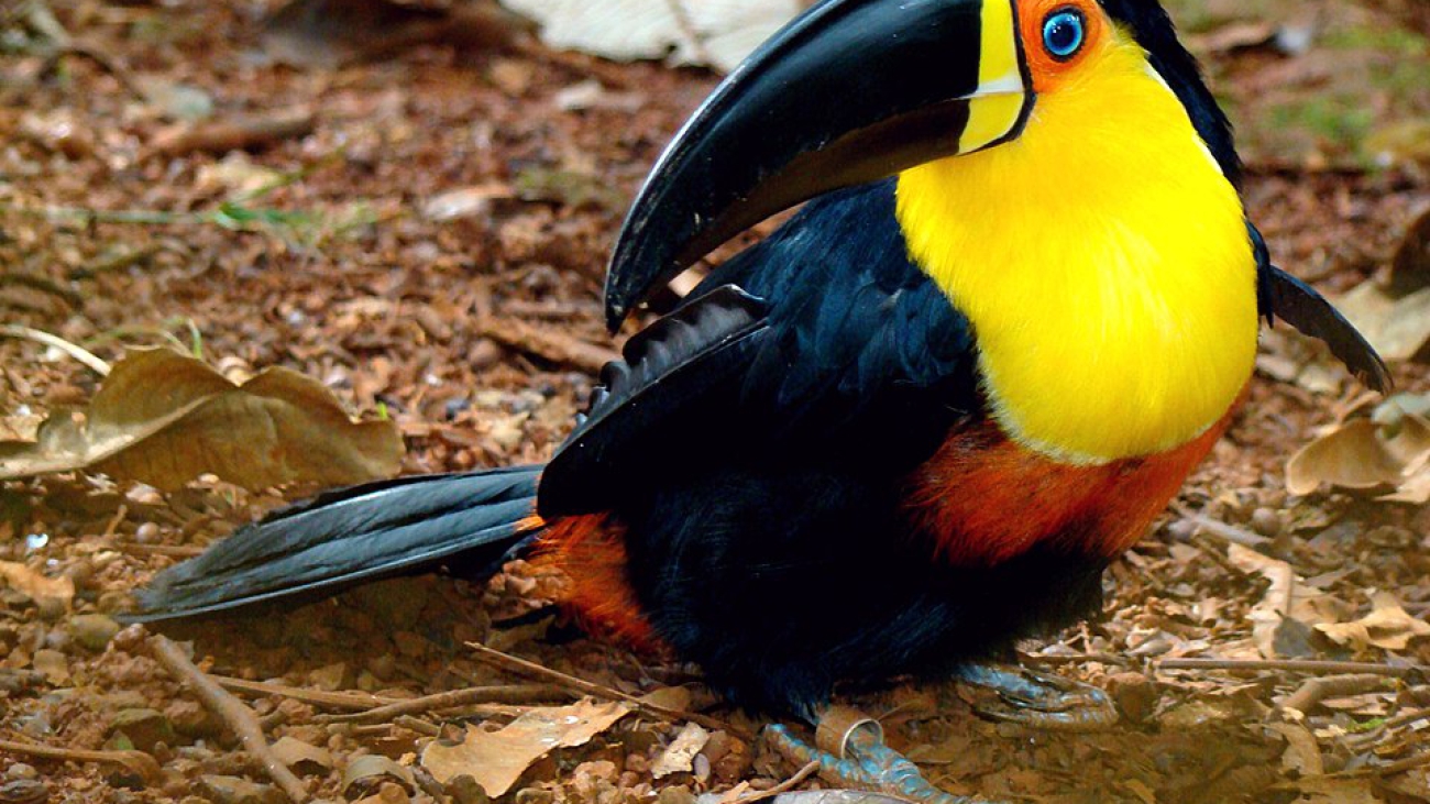 tucan pico acalanado