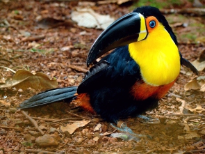 tucan pico acalanado