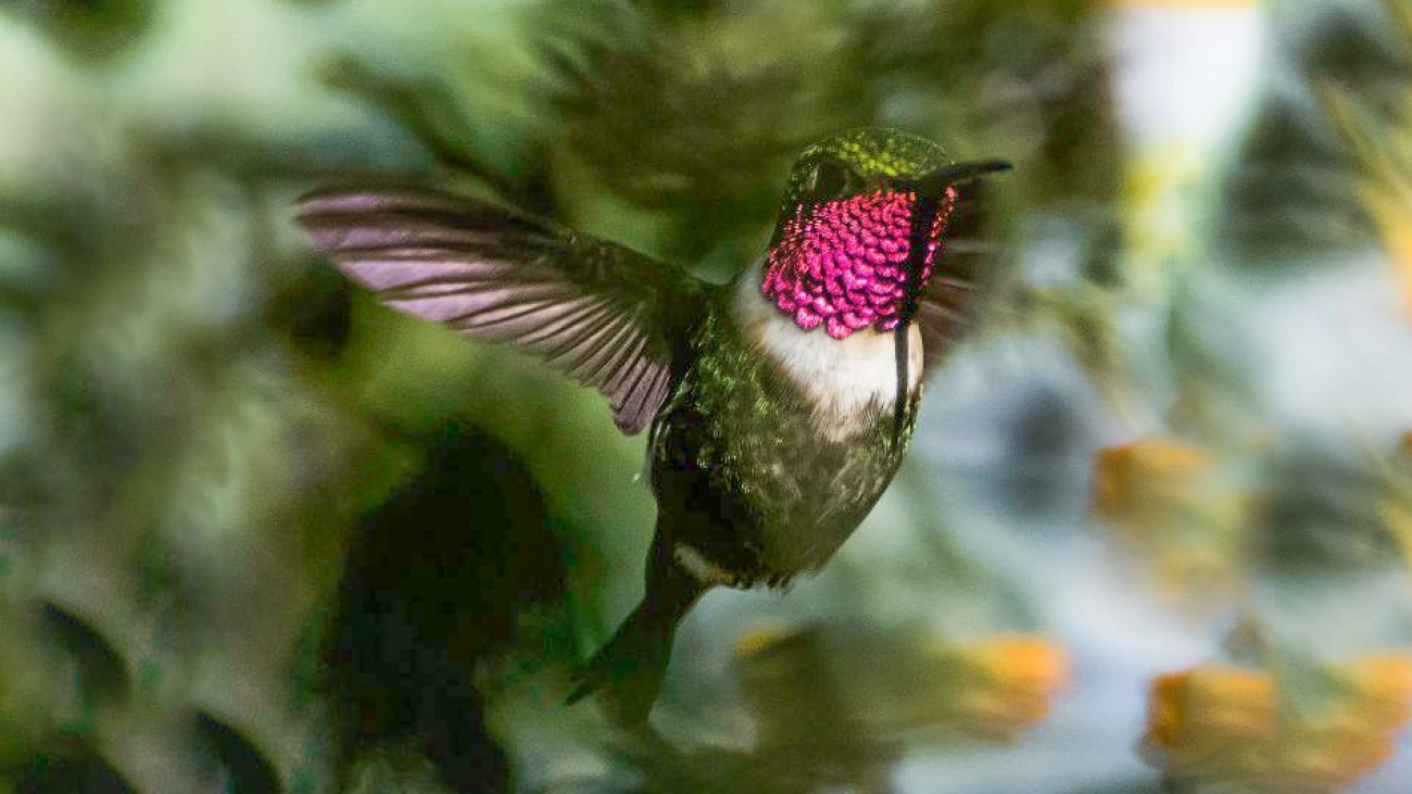 tucuso garganta rosa