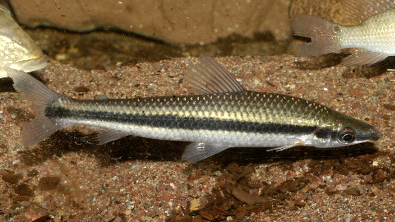 tusa2