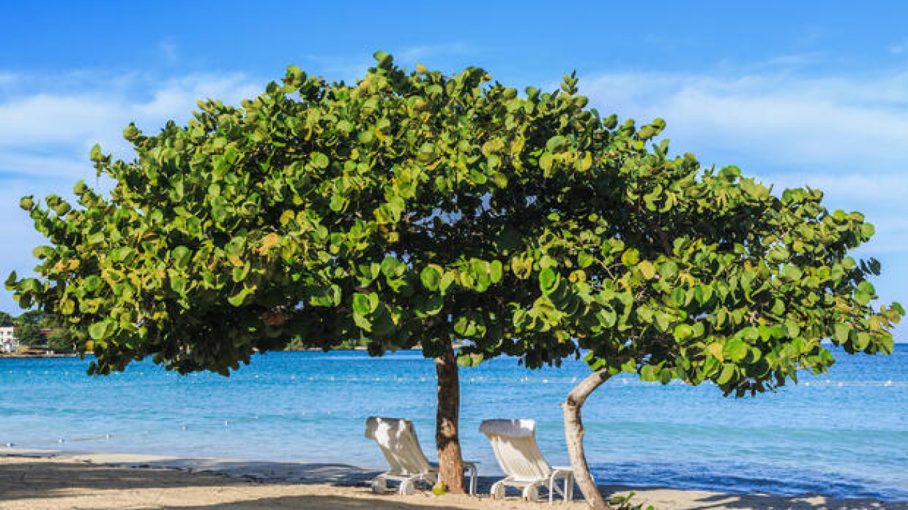 uva de playa