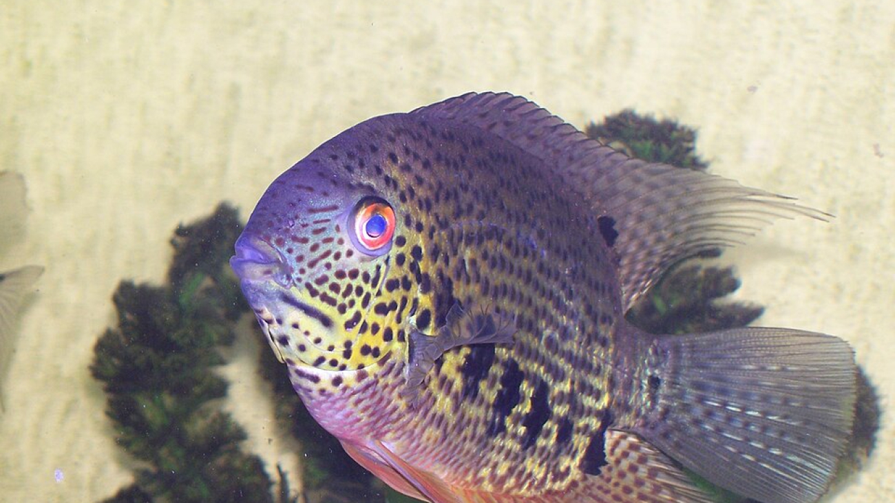viejita severum