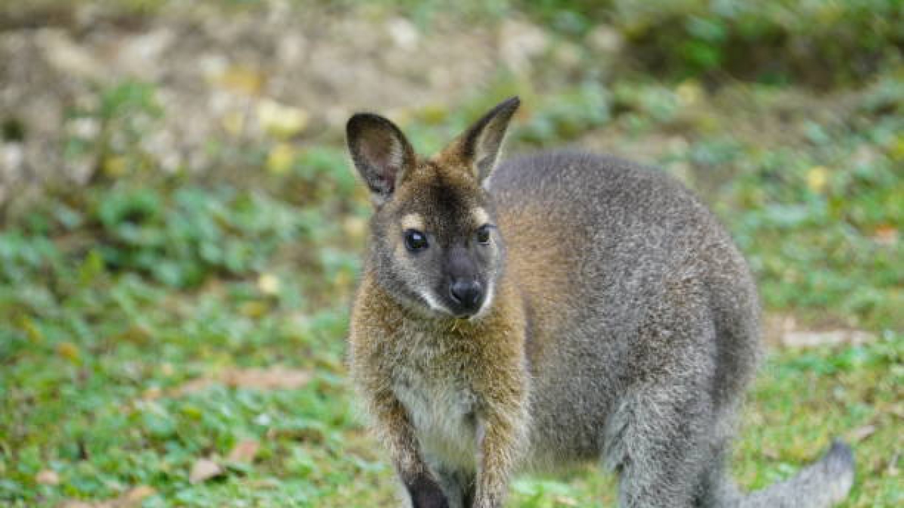 Red necked wallaby