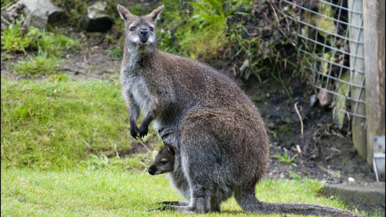 wallaby parma