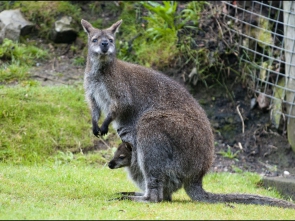 wallaby parma