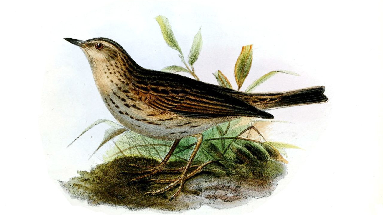 1280px-AnthusBotogensisWolf